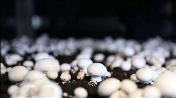 東安縣農產品“帶碼上市” 開啟食用安全溯源新篇章