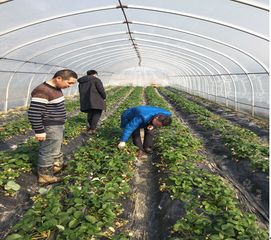 蘆淞區(qū)農(nóng)業(yè)農(nóng)村局開展春節(jié)期間食用農(nóng)產(chǎn)品質(zhì)量安全檢查行動(dòng)