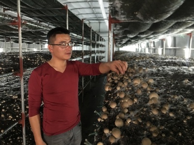 朱口鎮(zhèn) 草菇種植，托舉鄉(xiāng)村致富夢(mèng)的“白色小傘”