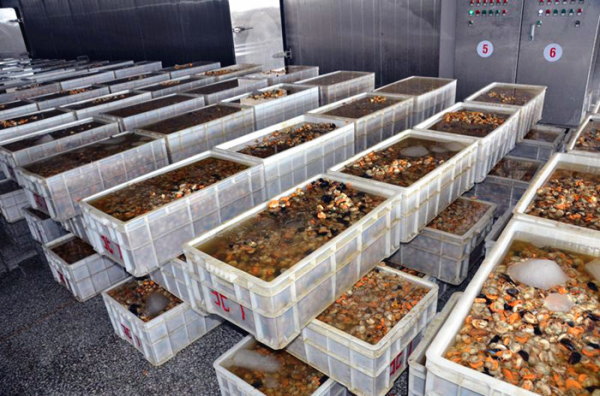 扇貝加工的產業布局與國際貿易 以大連長?？h和綏芬河保稅區為例