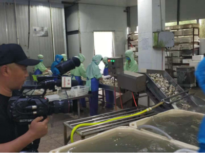 科技賦能，海味飄香——探訪廣東省水產創新試點專業鎮潮州饒平汫洲鎮