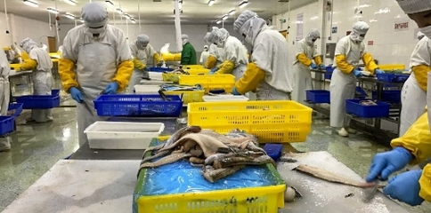 轉型浪潮下的中國海鮮加工業 未來一年或將迎來深度調整期